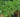 How to Grow Bush Runner Beans and Climbing French Beans