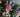Wedding flowers: Decorating the church