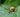 Organic Slug & Snail Control