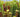 Carnivorous plants – flytraps, trumpet pitchers, sundews