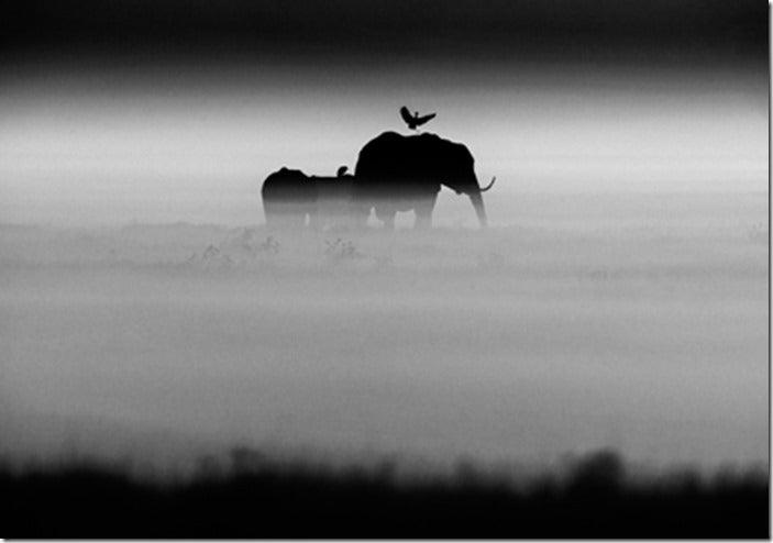 The Family Album of Wild Africa – Learning with Experts