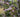 Top ten small flowering trees