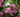 Shrubs for Clay Soils