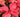 A Poinsettia is just for Christmas; Not for Life!
