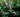 Ten Indestructible shrubs