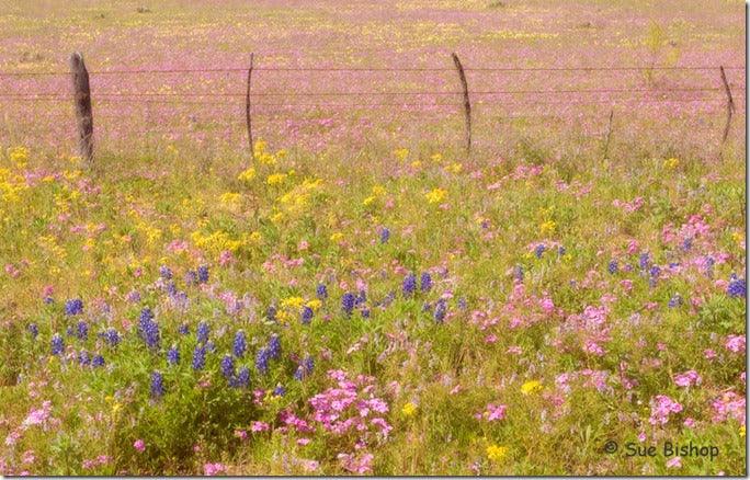 A Tapestry of Flowers – Learning with Experts