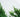 Evergreen climbers: for all year good looks