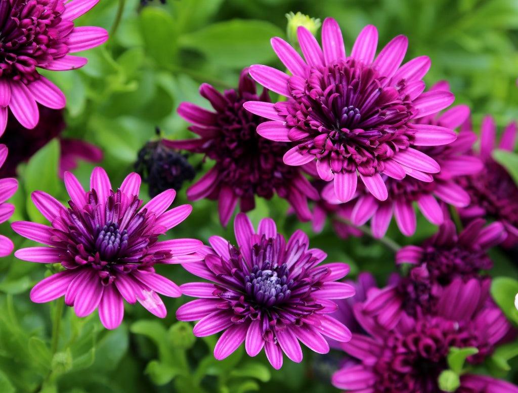 What's New In Summer Bedding Learning with Experts