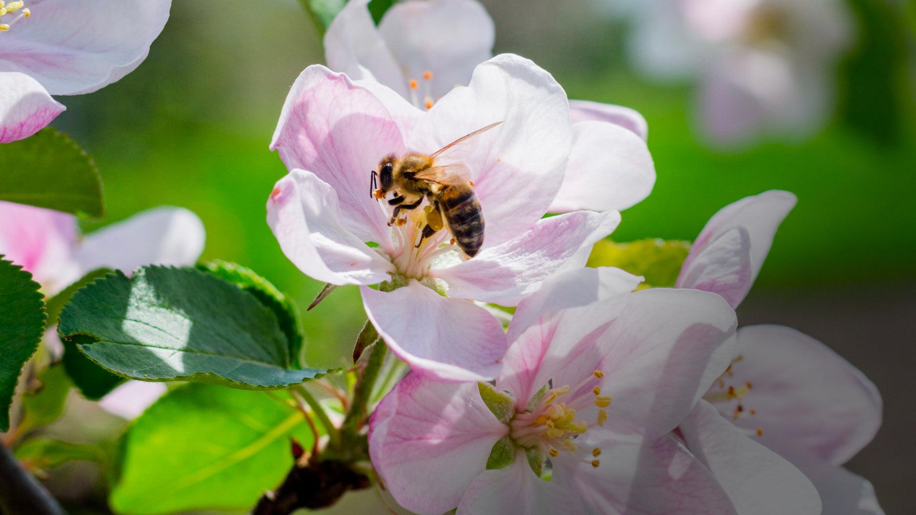 Earn Your RHS Level 2 Certificate Online with a Comprehensive Gardening Course Learning with