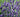 How to grow Lavender