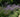 Plants for narrow borders