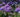 Six of the best perennials to grow in 2015
