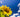How to Grow Sunflowers: A Step by Step Guide
