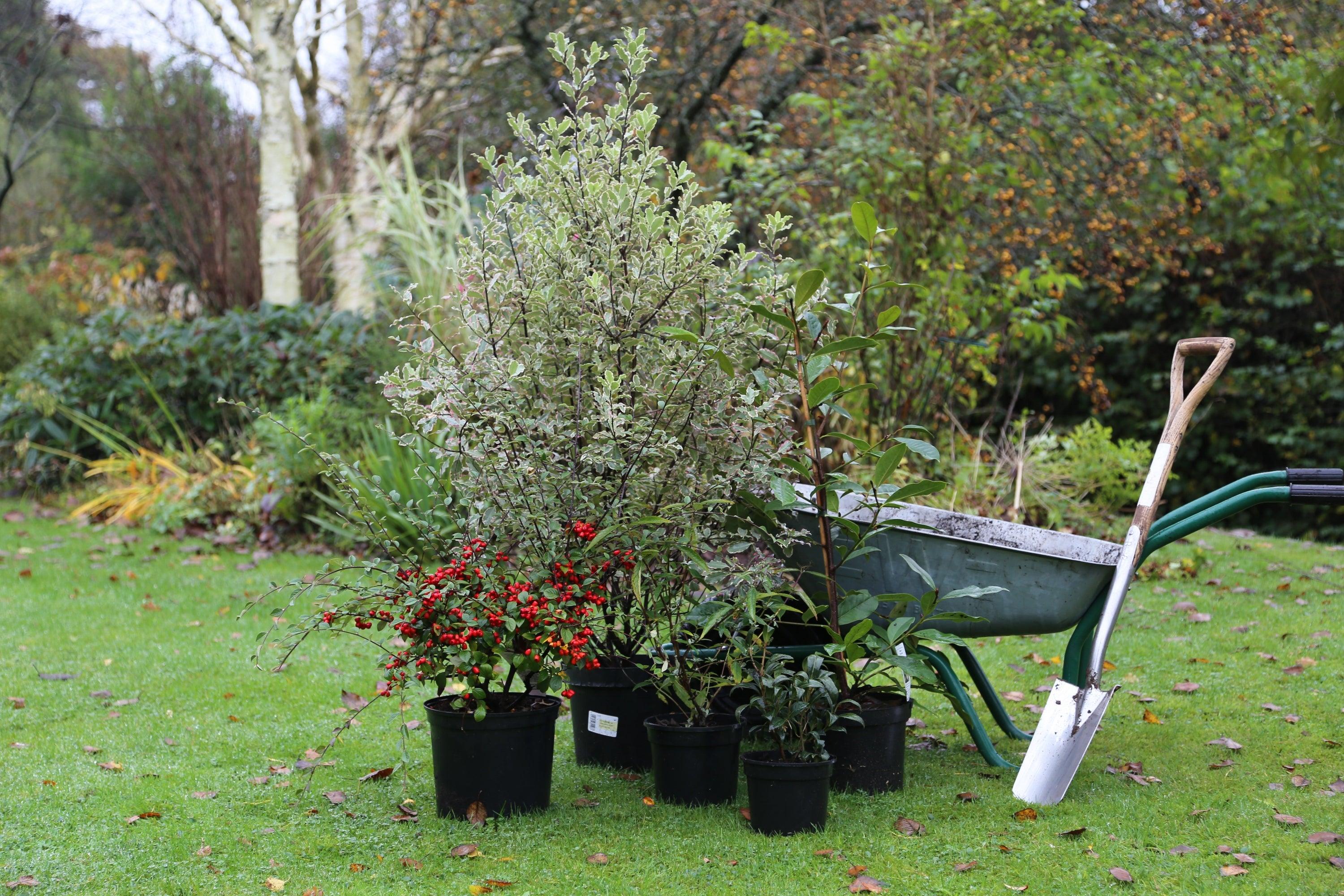 How to Plant Trees & Shrubs Learning with Experts