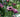 How to design and plant a low maintenance garden