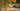 Piet Oudolf Garden Design online