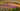 Planting the Piet Oudolf Way