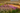 Planting the Piet Oudolf Way