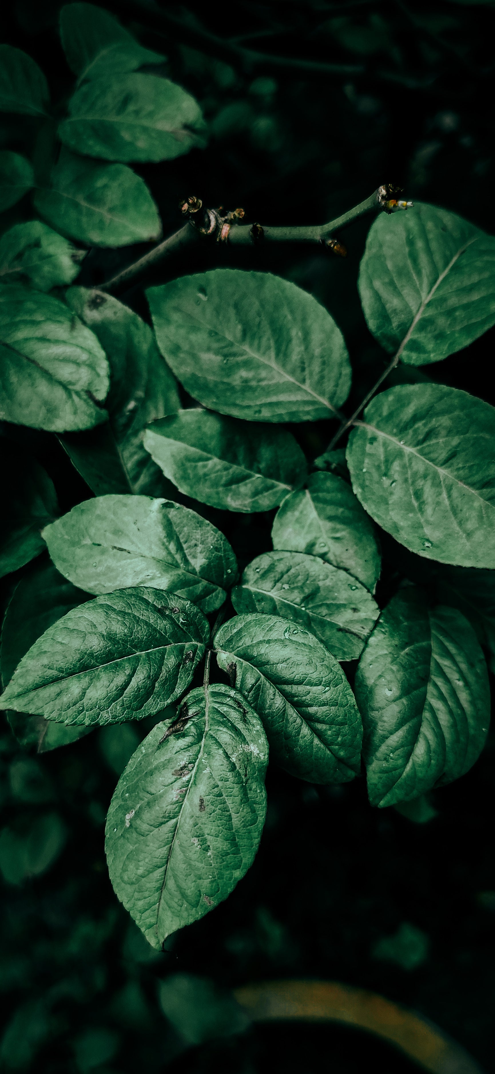 LWE dark green leaves