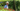Roses video