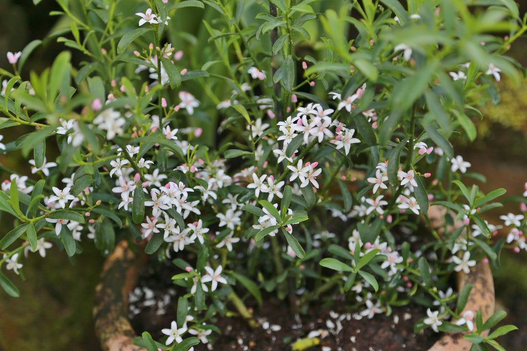 Top ten plants for pots and containers