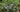 Top ten plants for pots and containers