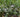Top ten plants for pots and containers
