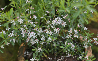 Top ten plants for pots and containers