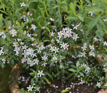 Top ten plants for pots and containers