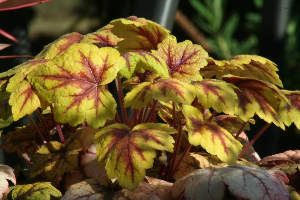 Heucheras - colour for pots in the autumn and winter garden