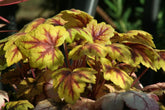 Heucheras - colour for pots in the autumn and winter garden