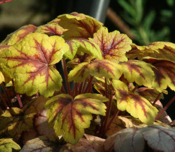Heucheras - colour for pots in the autumn and winter garden