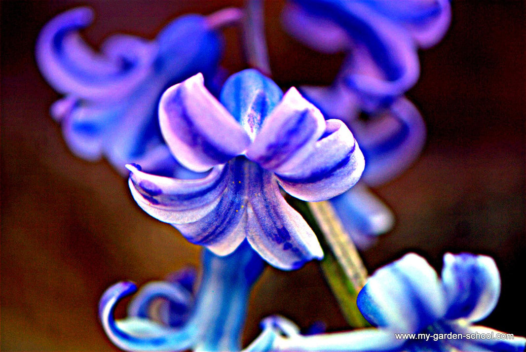 Easy to Grow Bulbs; Spring Indoors