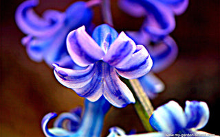 Easy to Grow Bulbs; Spring Indoors