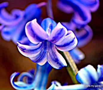 Easy to Grow Bulbs; Spring Indoors