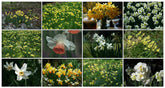 10 Daffodils for Successional Flowering