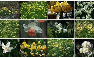 10 Daffodils for Successional Flowering