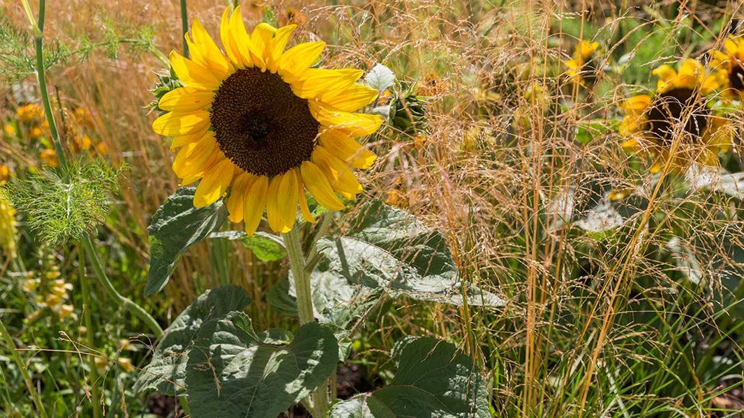 Gardening for a Changing World