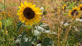 Gardening for a Changing World