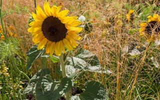 Gardening for a Changing World