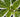 Structural Planting