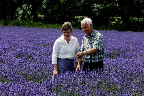 Lavender: An Interview with Anne Butler of Lavenderfields, Hampshire, UK