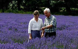 Lavender: An Interview with Anne Butler of Lavenderfields, Hampshire, UK