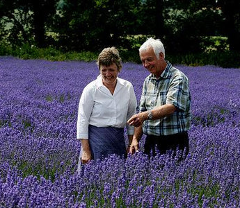 Lavender: An Interview with Anne Butler of Lavenderfields, Hampshire, UK