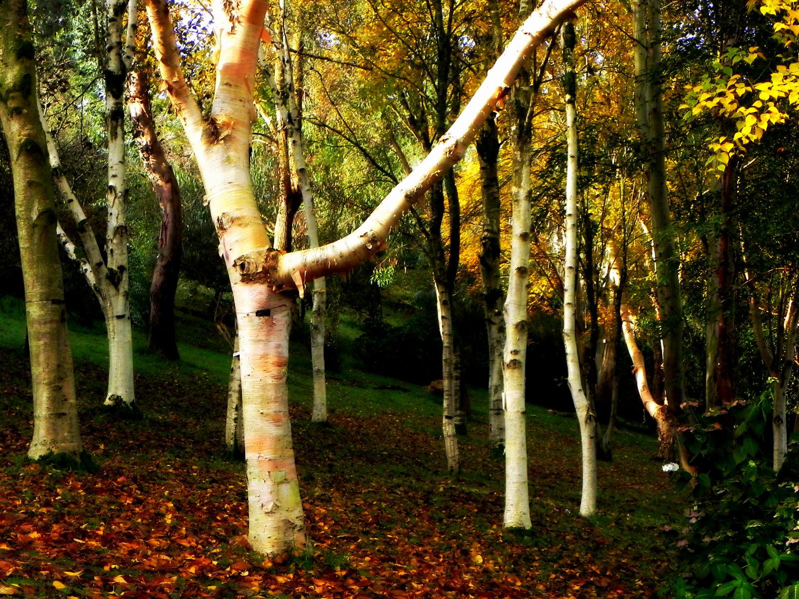 Devon; Damien Hirst, Verity, Glorious Gardens and Tree Hugging