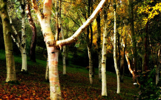 Devon; Damien Hirst, Verity, Glorious Gardens and Tree Hugging