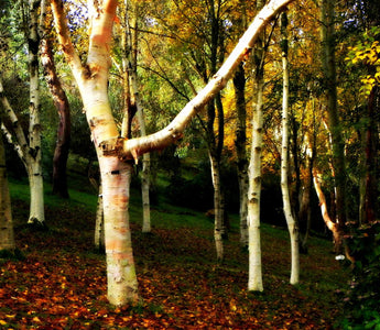 Devon; Damien Hirst, Verity, Glorious Gardens and Tree Hugging