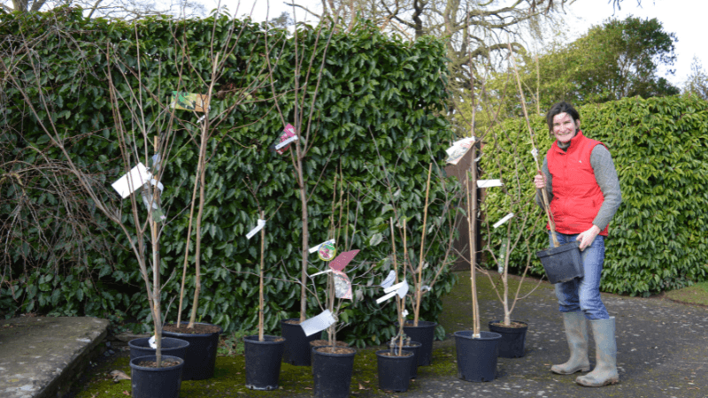 New Year gardening resolutions