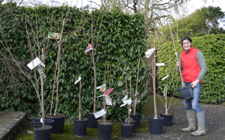 New Year gardening resolutions