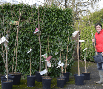New Year gardening resolutions